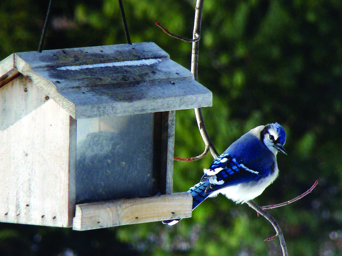 Annual Marshall County bird count set for Dec. 19 | News, Sports, Jobs - Vimarsana News